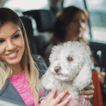 How to keep your furry pet calm