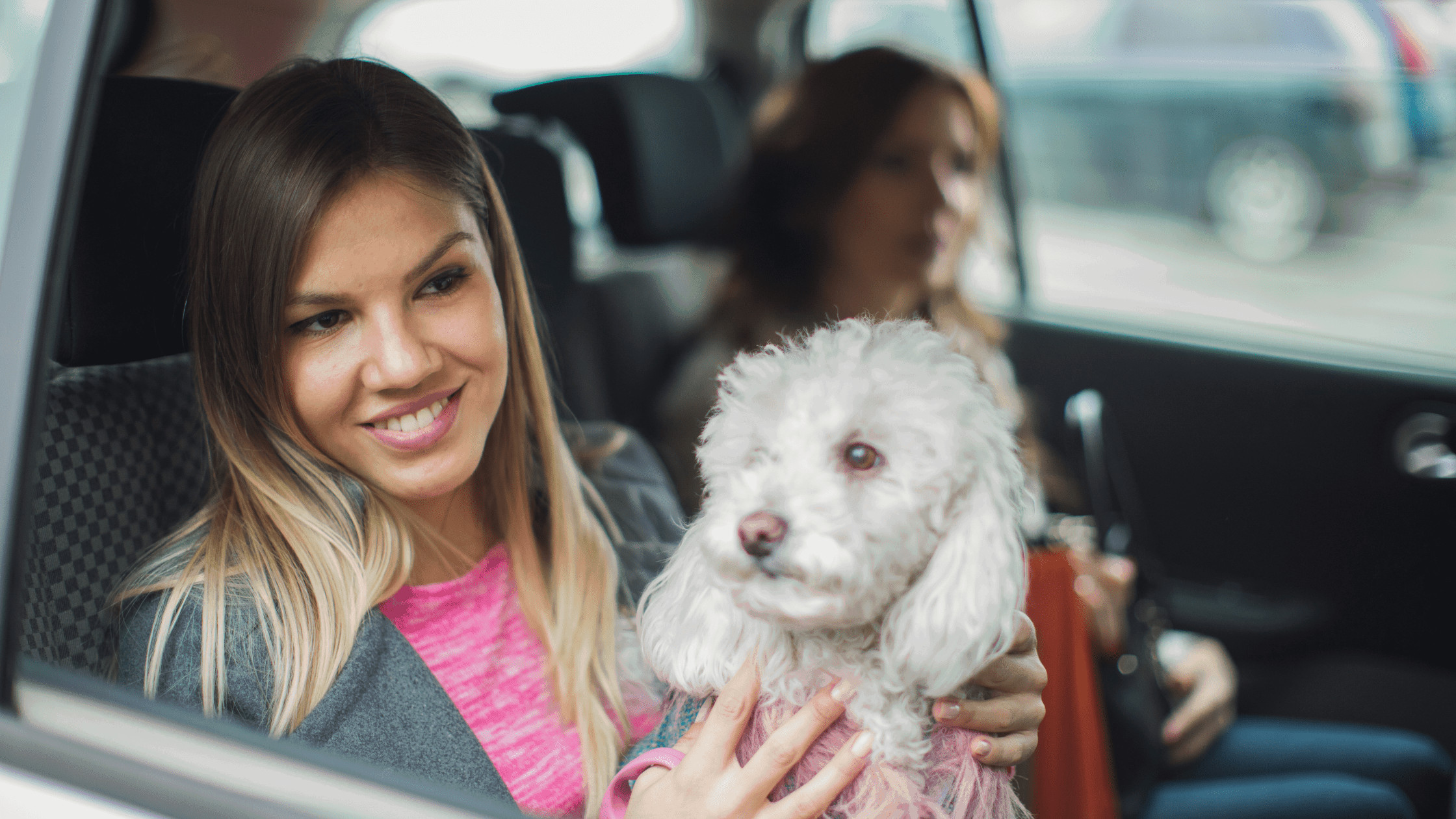 How to keep your furry pet calm