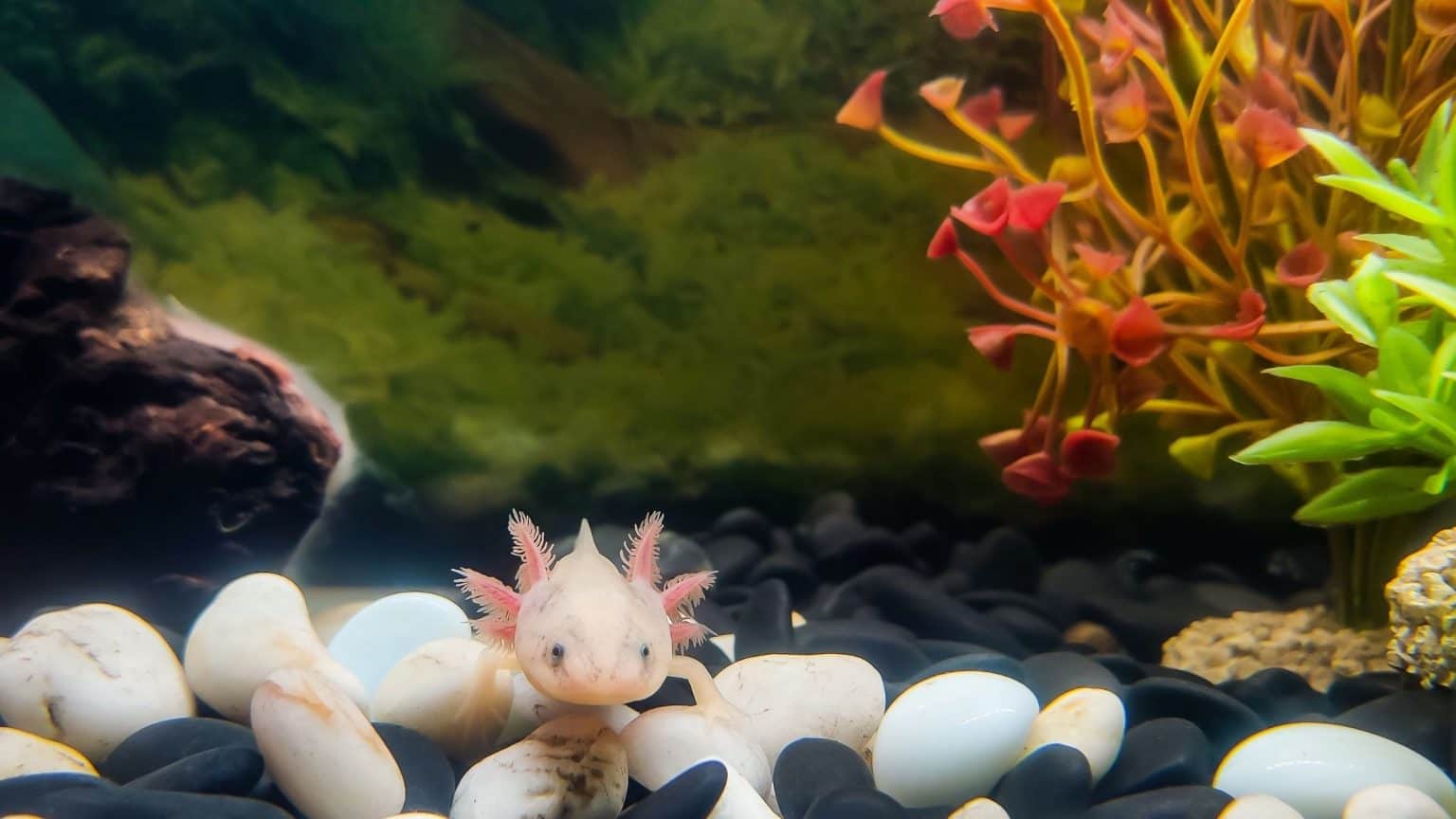 The complete guide to keeping Axolotls as pets (habitat, food, care