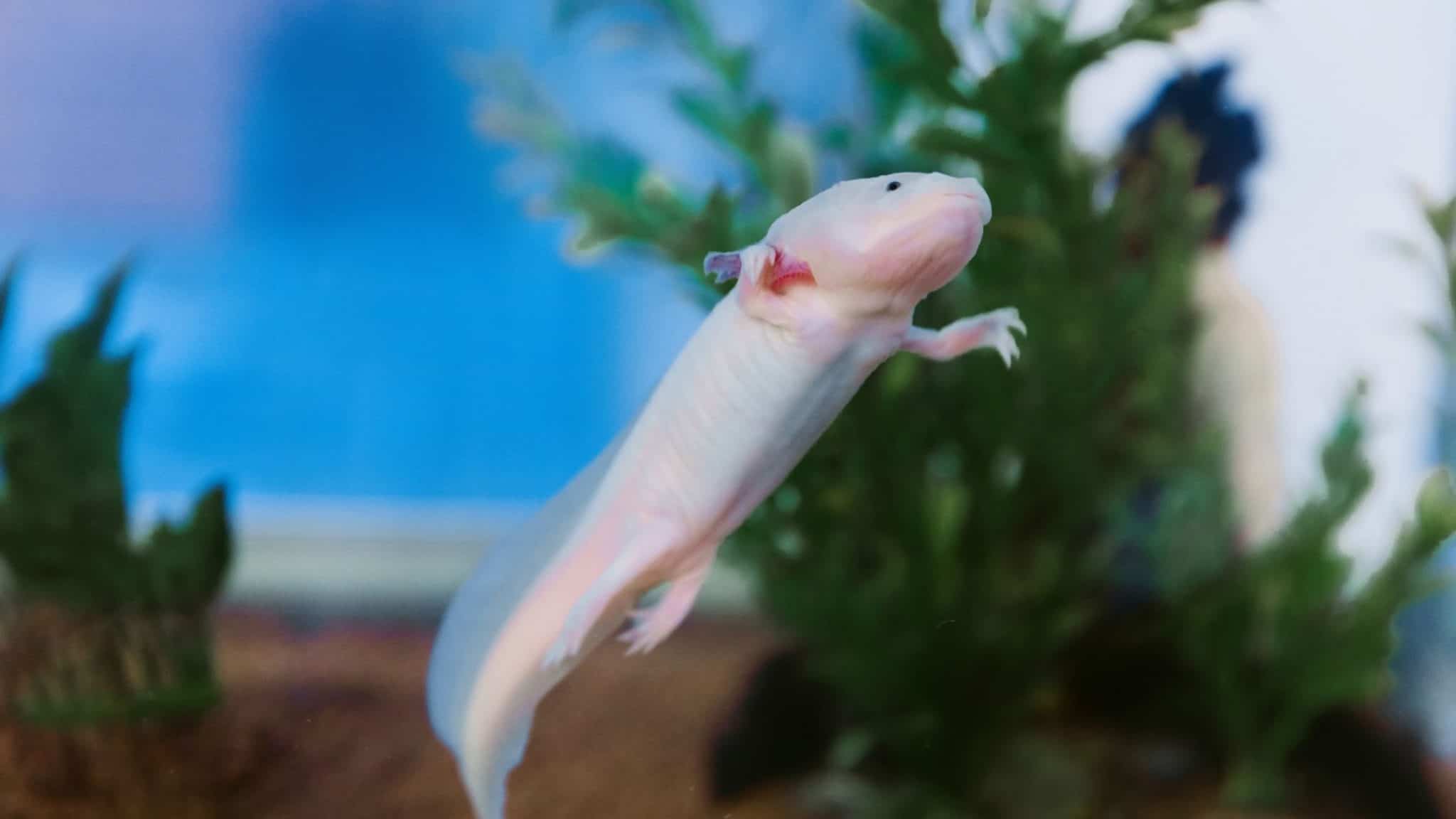 The complete guide to keeping Axolotls as pets (habitat, food, care