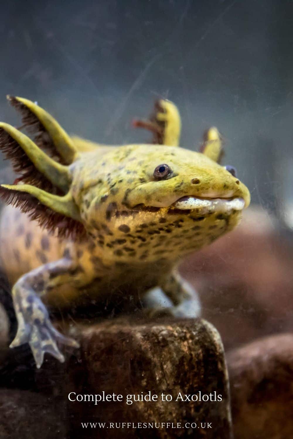 The complete guide to keeping Axolotls as pets (habitat, food, care