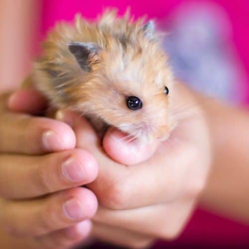 All you need to know about keeping exotic pets in the UK