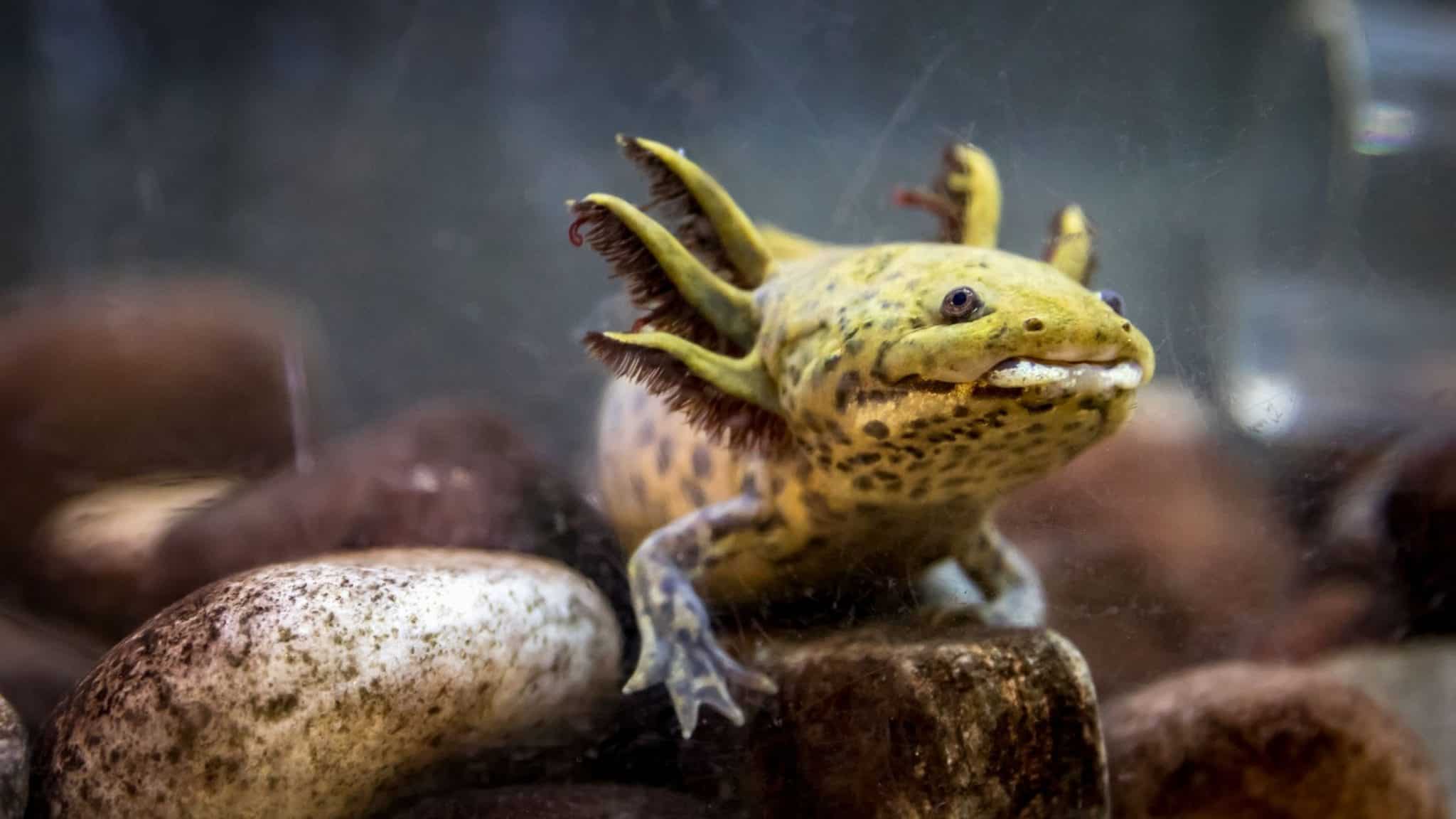 The complete guide to keeping Axolotls as pets (habitat, food, care