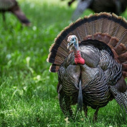 Why won't my dog eat from his bowl? from Ruffle Snuffle's Life with Pets