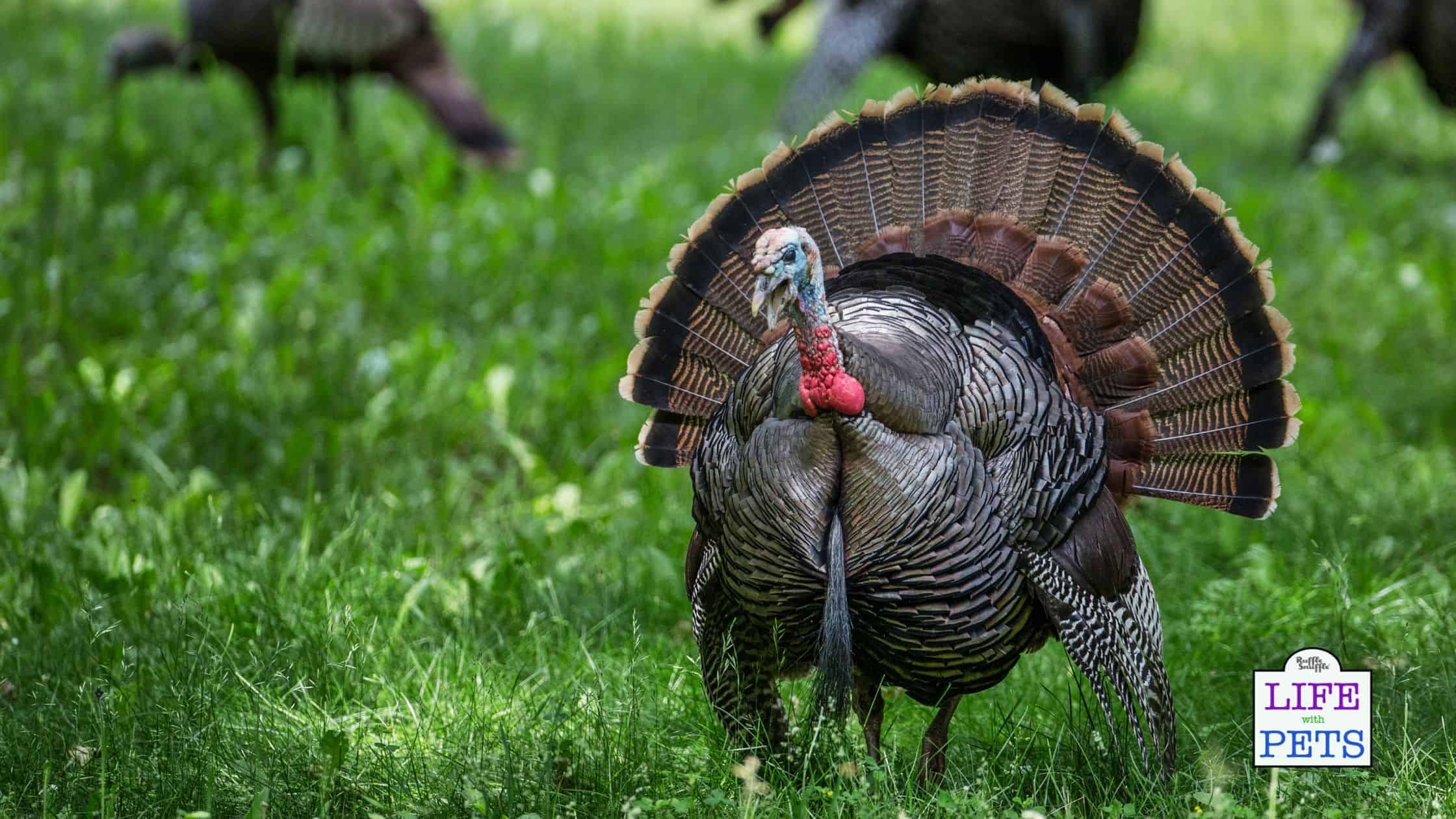 How to use leftover turkey to make bone broth for dogs ( with easy recipe) from Ruffle Snuffle