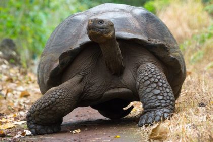 Stunning Tortoise Hiding Places And Caves image
