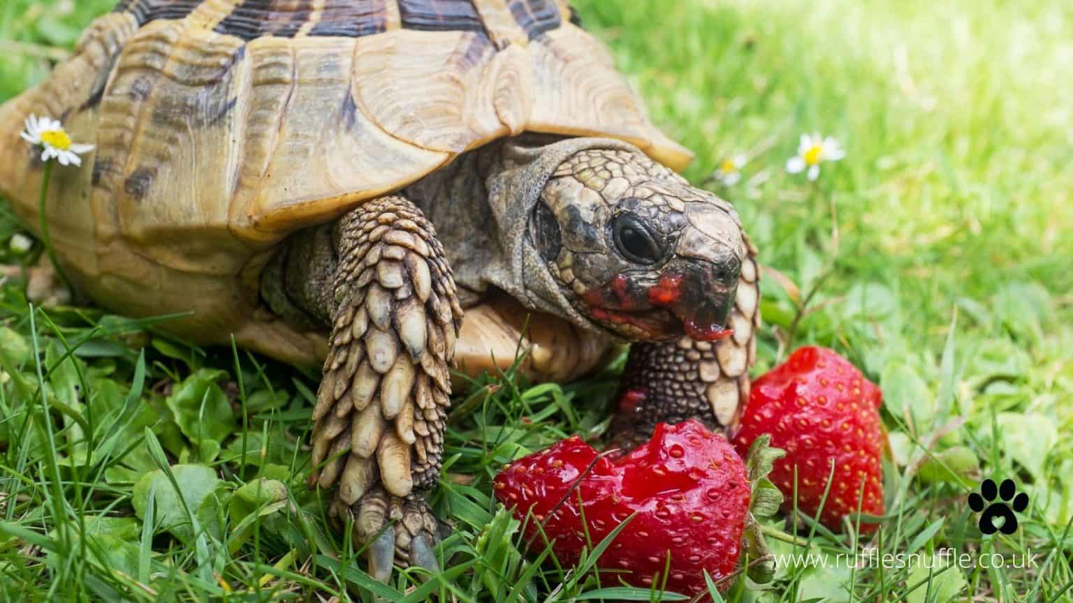 The complete beginners guide to keeping tortoises (food, habitat