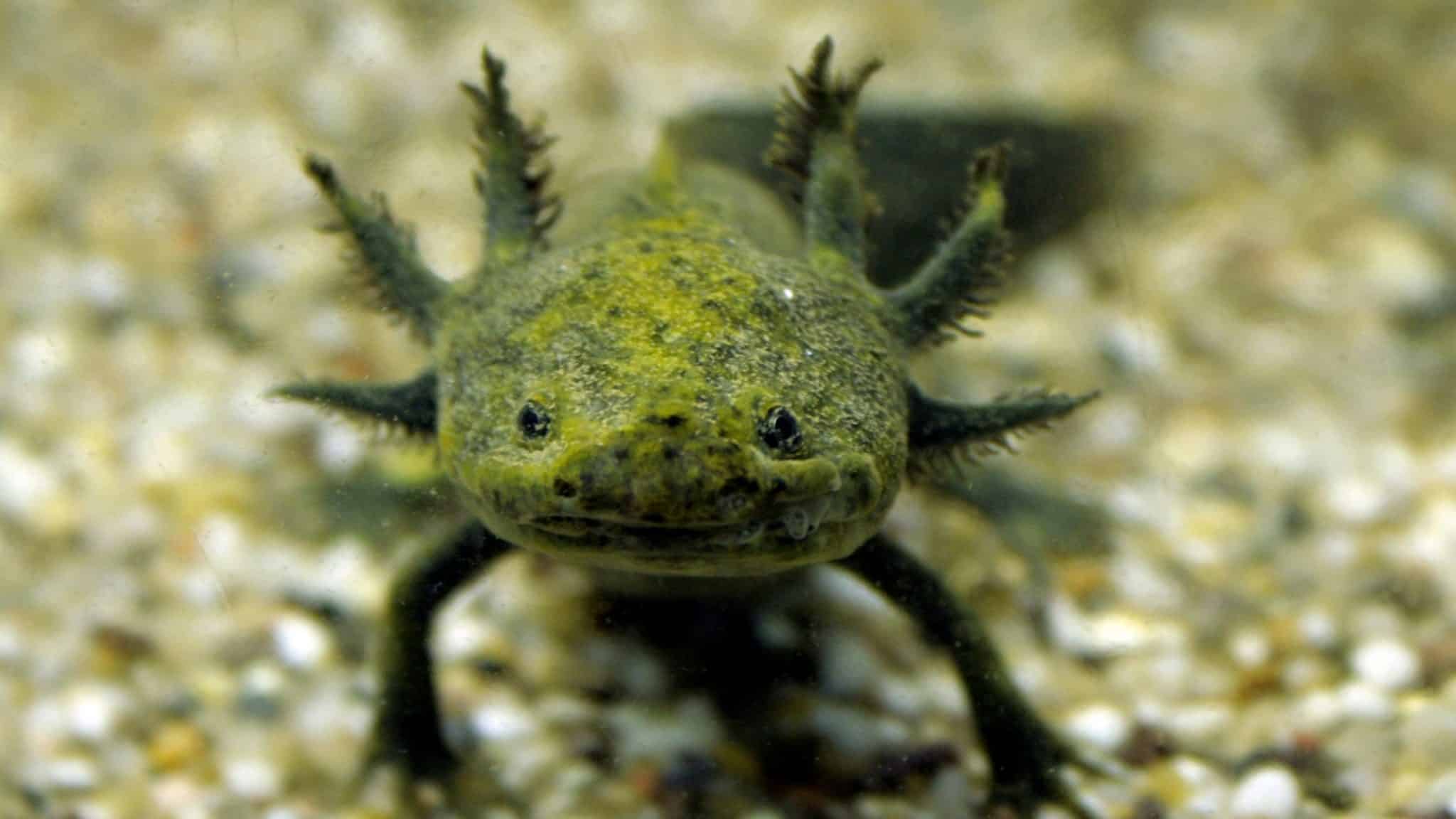 The complete guide to keeping Axolotls as pets (habitat, food, care, health)