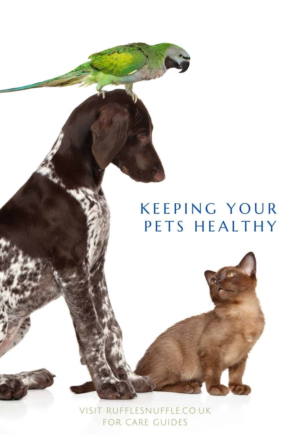 How do I keep my pet healthy?