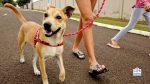 loose leash walking