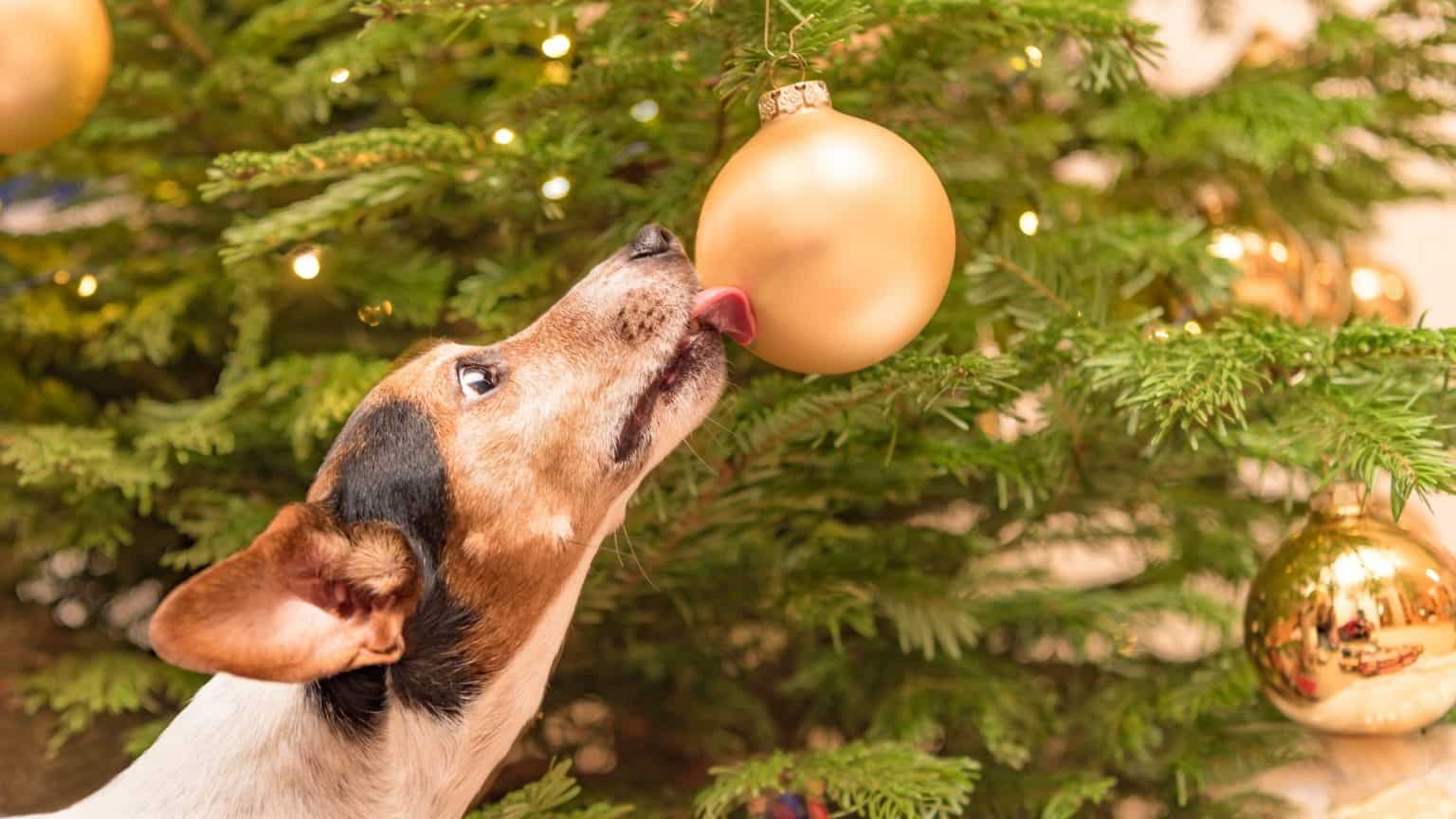 Why Are Christmas Trees Dangerous To Cats And Dogs? Top Tips For Pet