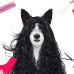 give your dog a haircut at home