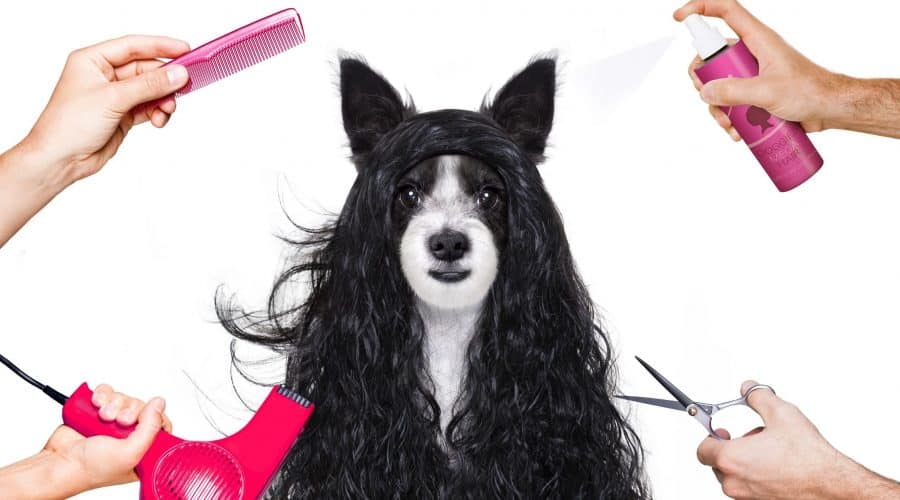 give your dog a haircut at home