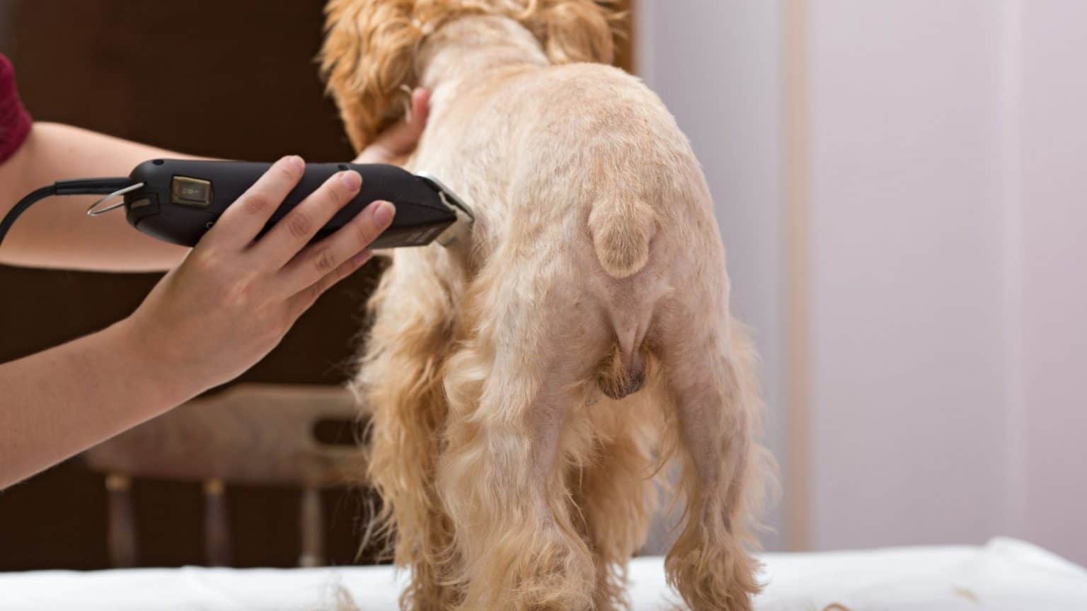 How To Shave Your Dog S Face at Victor Rubio blog