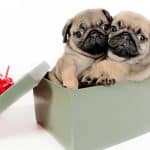 A pet is an expensive christmas gift