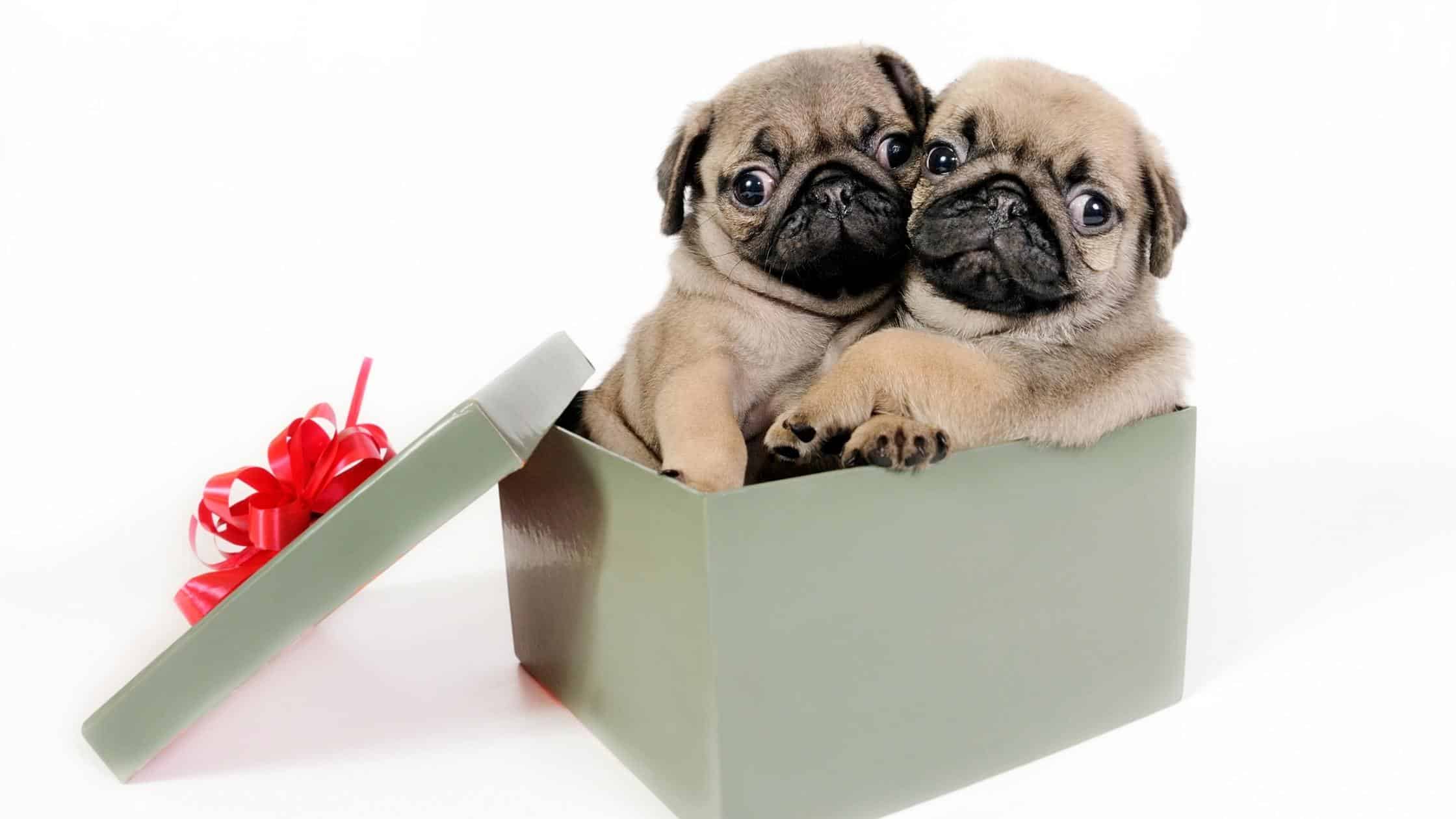 A pet is an expensive christmas gift