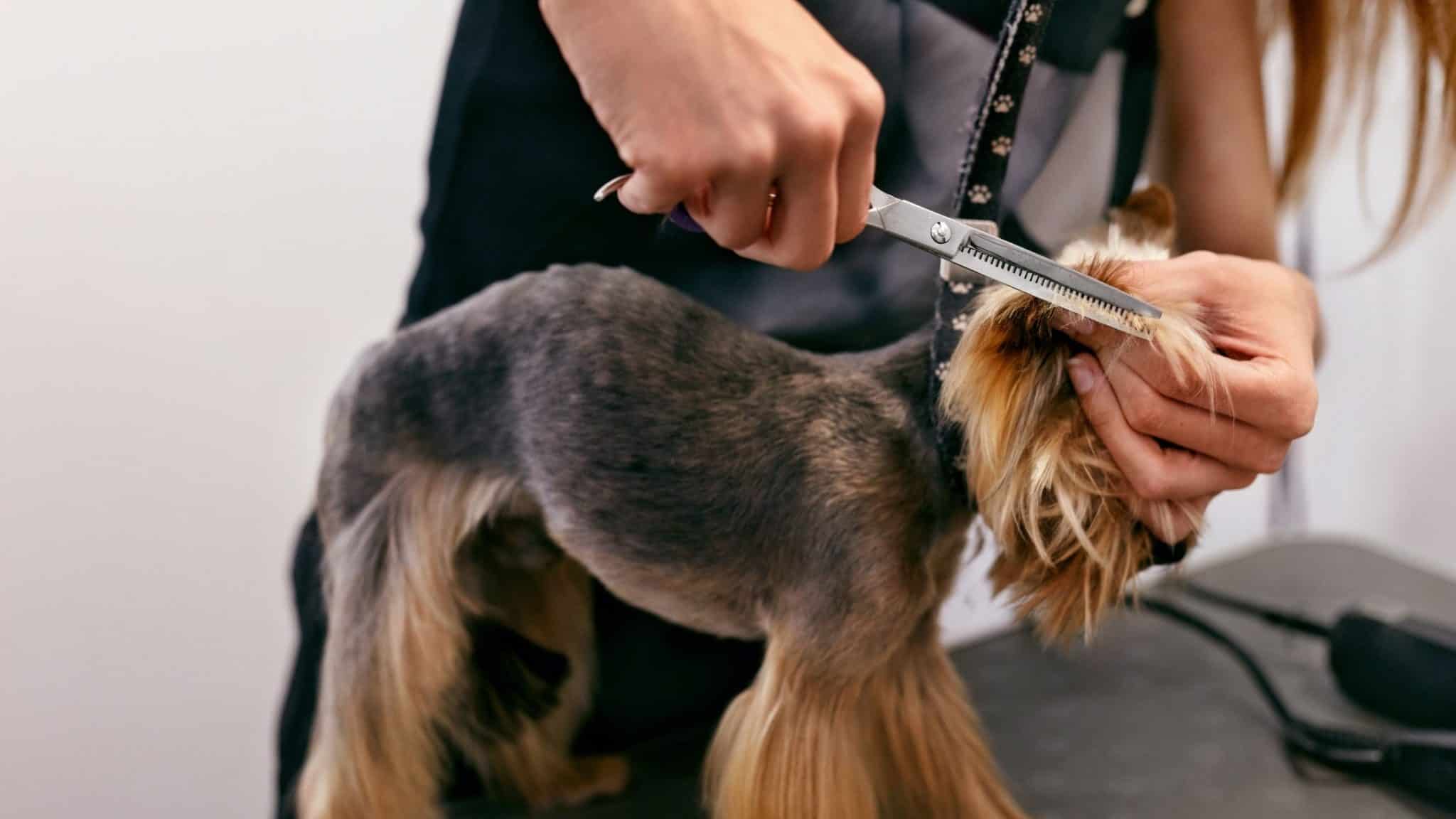 How To Give Your Dog A Haircut At Home • 2023 Ruffle Snuffle