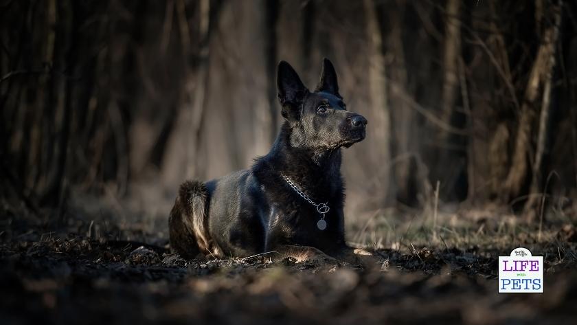 can dogs see ghosts?