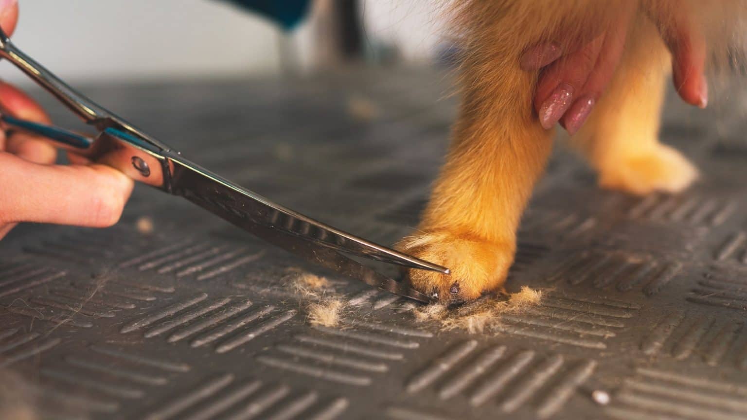 How To Give Your Dog A Haircut At Home • 2023 Ruffle Snuffle