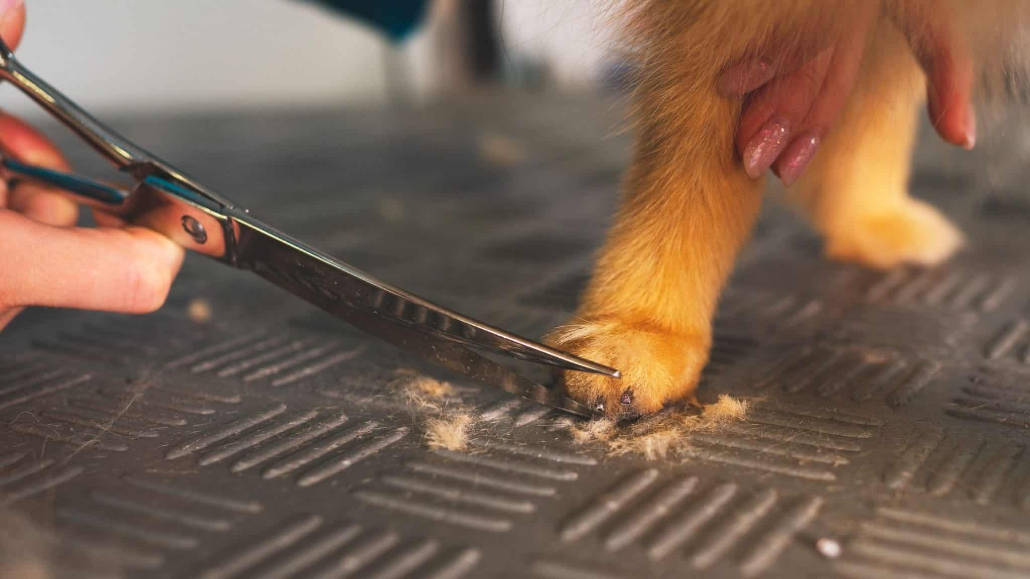 How To Give Your Dog A Haircut At Home • 2023 Ruffle Snuffle