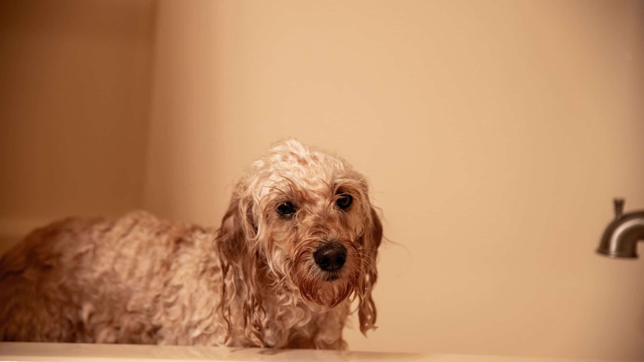 How to give your dog a haircut at home