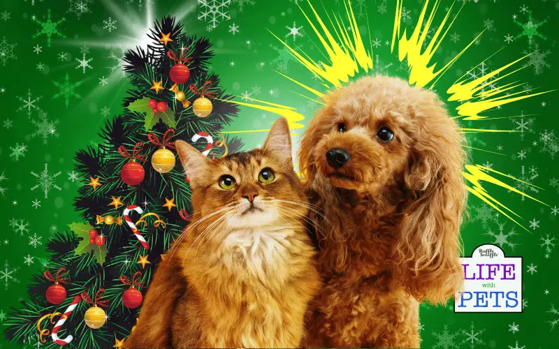 Common Christmas Tree and Decoration Dangers for Cats and Dogs