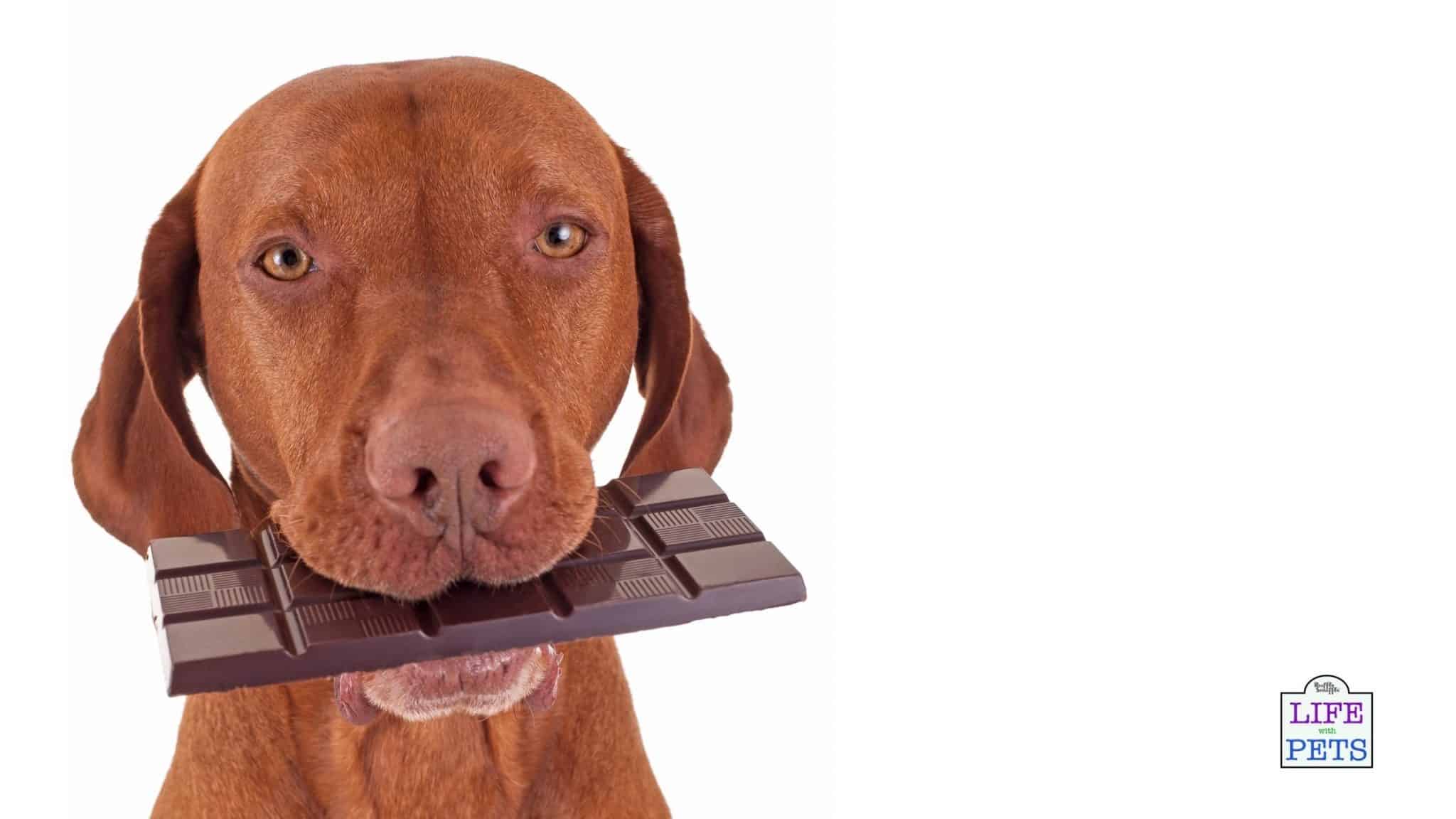 Chocolate Toxicity Calculator How much chocolate can kill a dog?