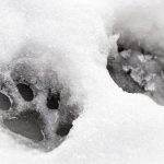 paw safe ice melter home made
