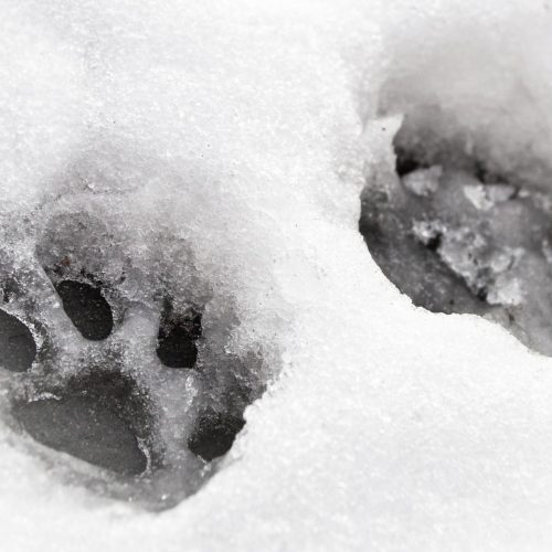 paw safe ice melter home made