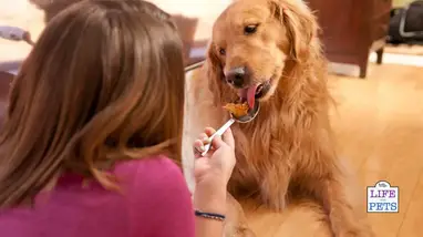 Feeding Peanut Butter To Puppies 7 Important Things To Consider