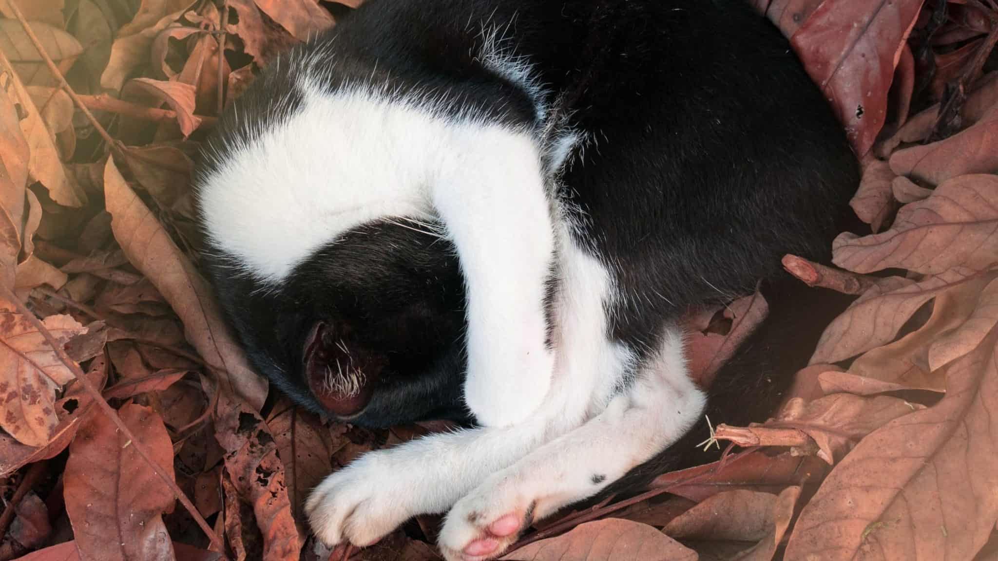 Why does my cat bring me leaves?