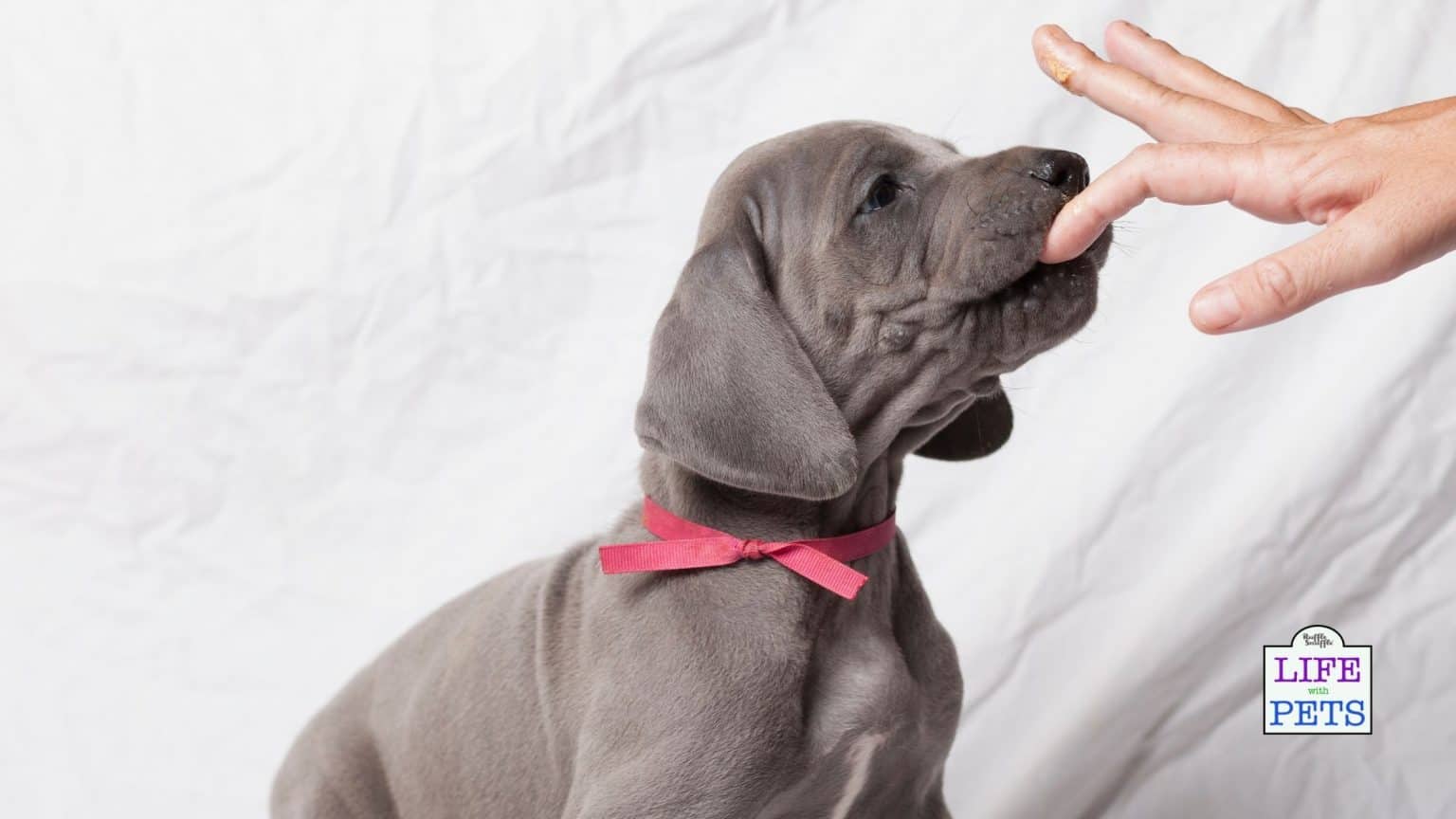 Feeding Peanut Butter to Puppies 7 Important Things To Consider