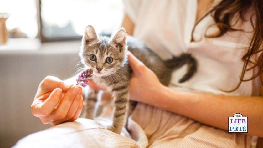 7 tips for bringing home a new kitten