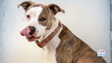 Can Peanut Butter Make Dogs Sick