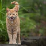 Why is my cat meowing so much?