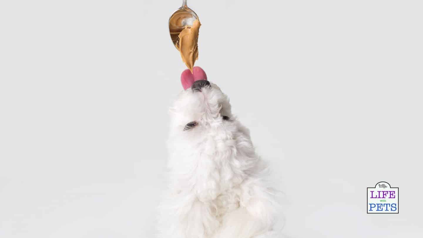 Feeding Peanut Butter to Puppies 7 Important Things To Consider