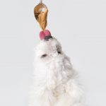 Can I give my puppy peanut butter?