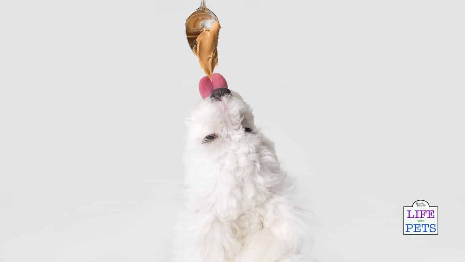 Feeding Peanut Butter to Puppies 7 Important Things To Consider