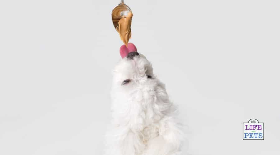 Can I give my puppy peanut butter?