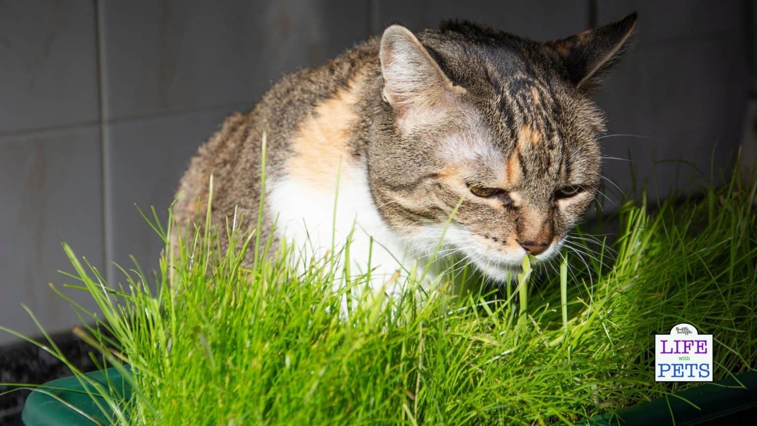 The Danger Of Cat Hairballs What You Need To Know • 2023 Ruffle Snuffle