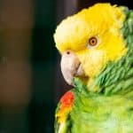 Parrot Enrichment