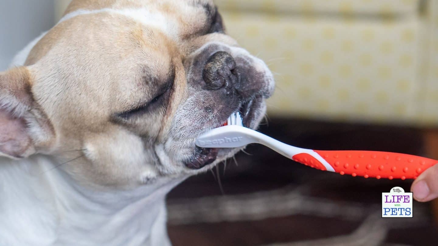 How to Clean Your Dog's Teeth at Home Best Practices for Brushing