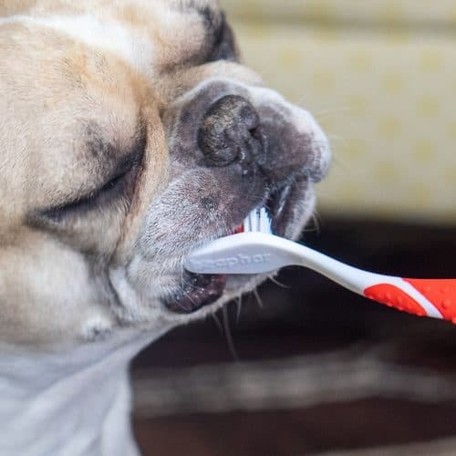 Do dogs get bored eating the same food every day?