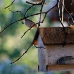 7 Ways to attract wildlife into your garden