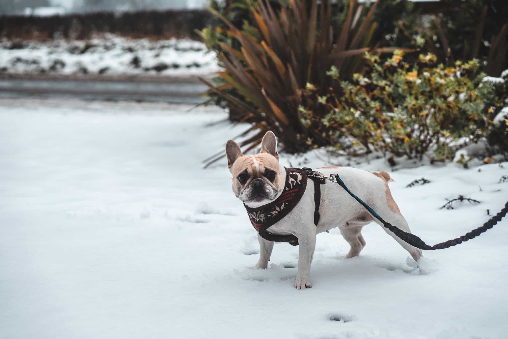 Can Yorkies Walk In Snow