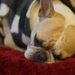 How to get your dog to sleep through the night