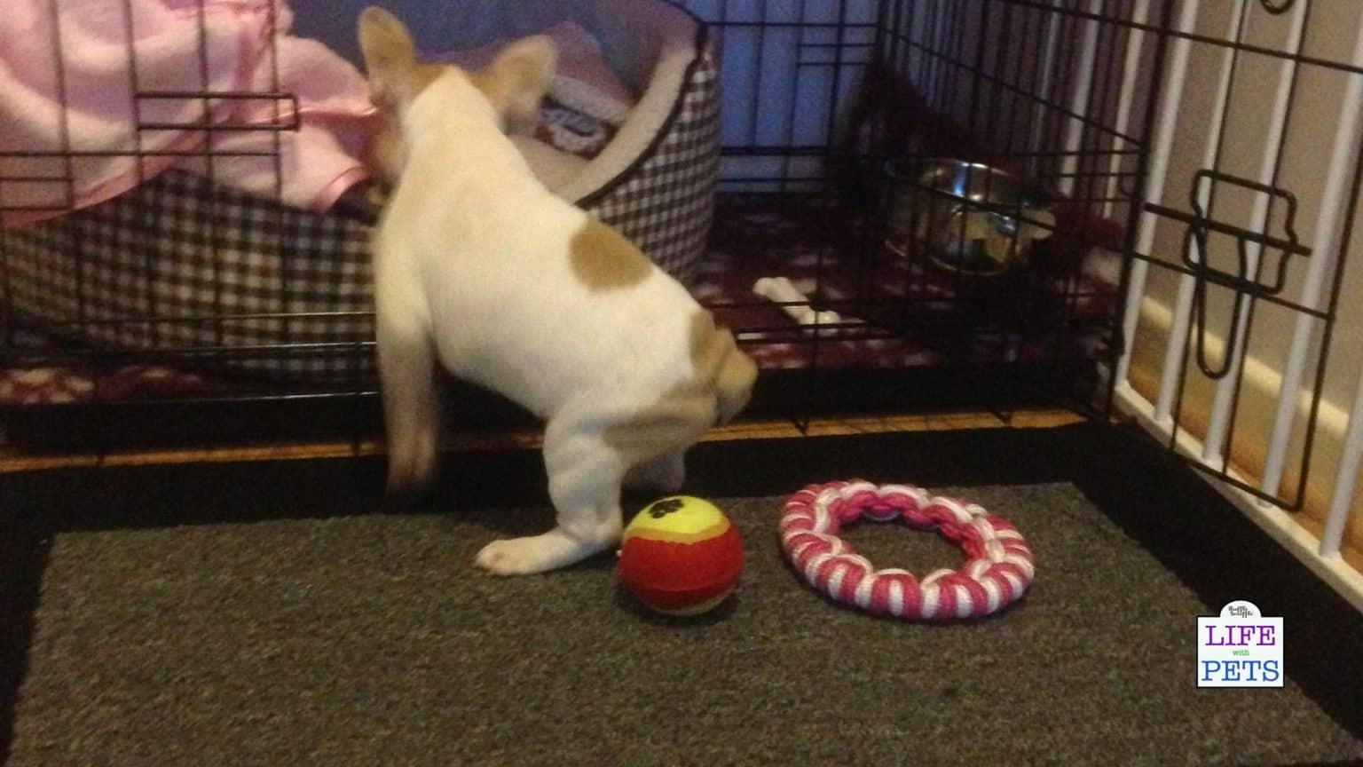 How To Get Your Dog To Sleep Through The Night • 2024 Ruffle Snuffle