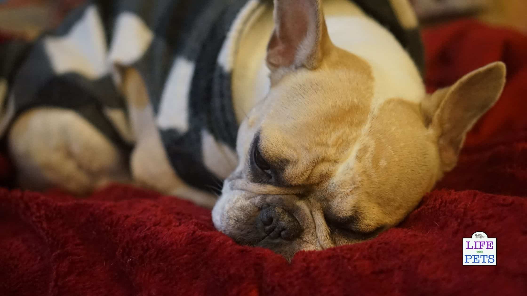 How to get your dog to sleep through the night