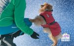 The Secret to Surviving Winter Walks with Your Dog