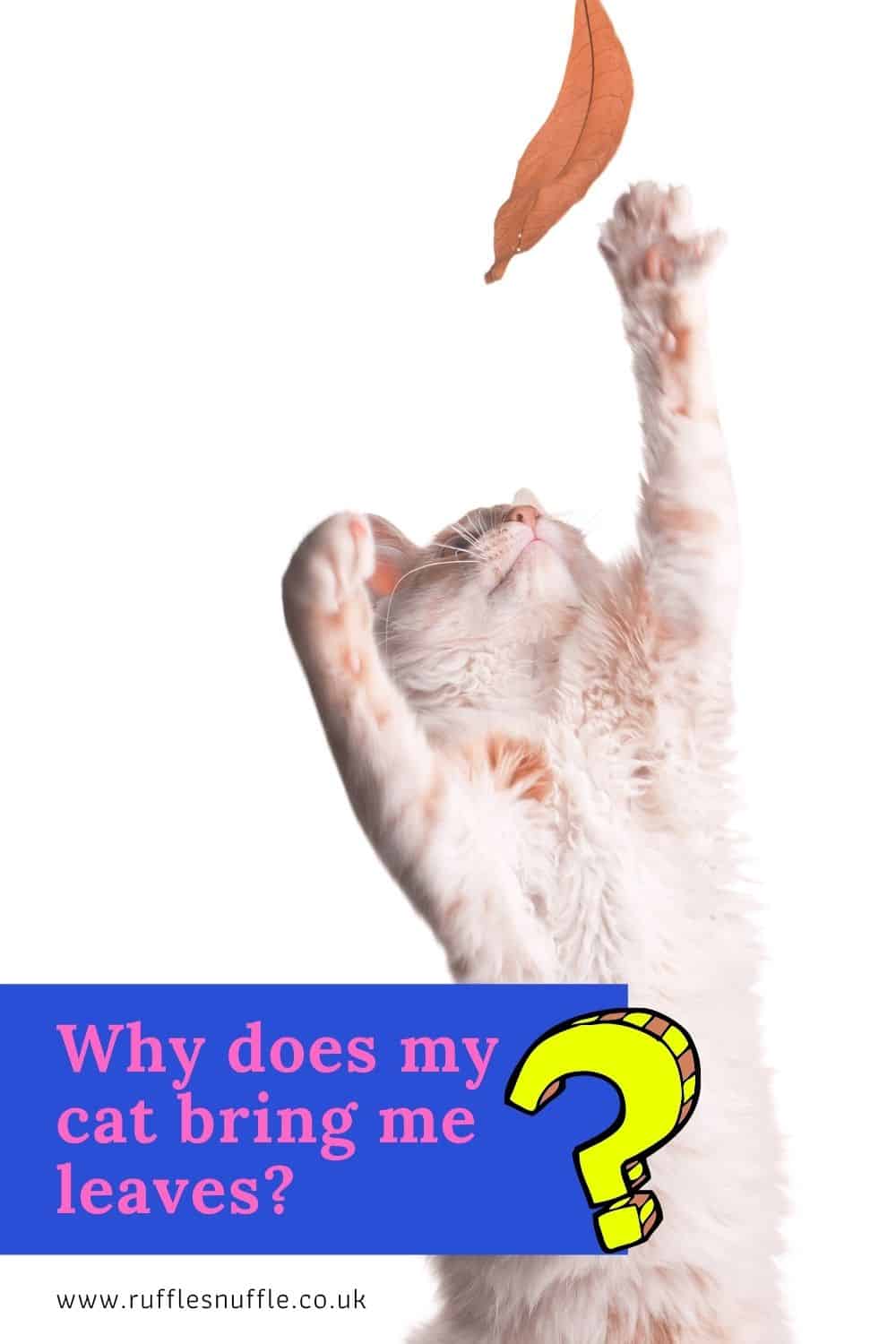 Why does my cat bring me leaves?